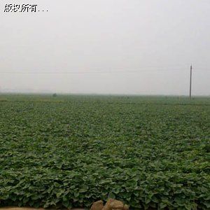 红薯苗大量批发大量供应脱毒苗