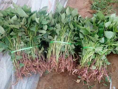 秋季红薯苗种植种植什么样的红薯苗好