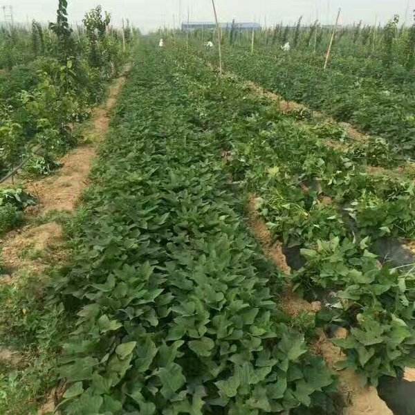 除了种植烤薯型烟薯25红薯苗还可以种植那些烤薯红薯苗