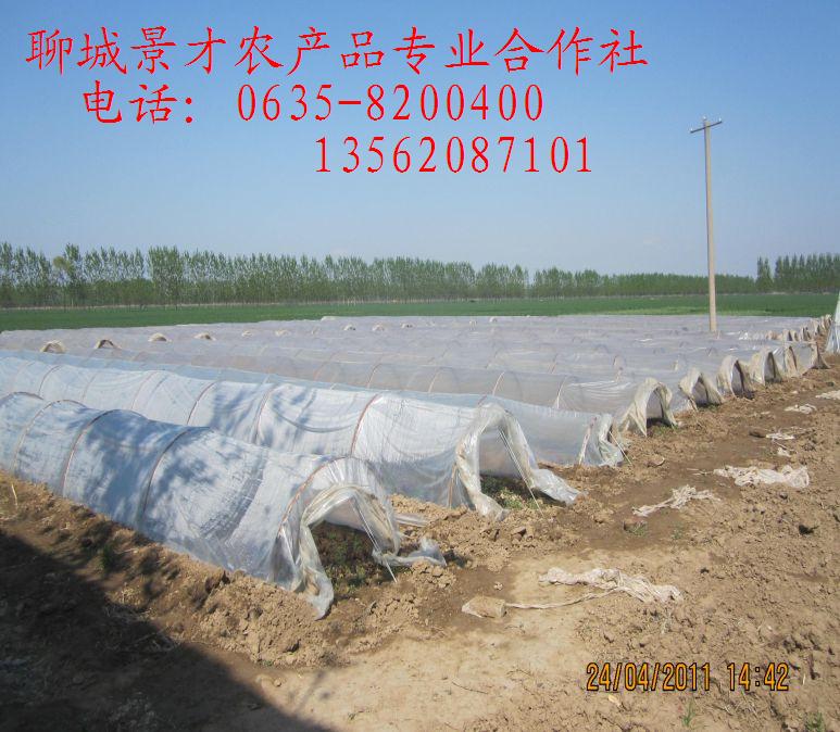 红薯苗种植基地供应加工鲜食两用地瓜苗