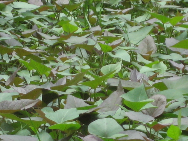 红薯苗种植基地优质济薯26红薯苗供应