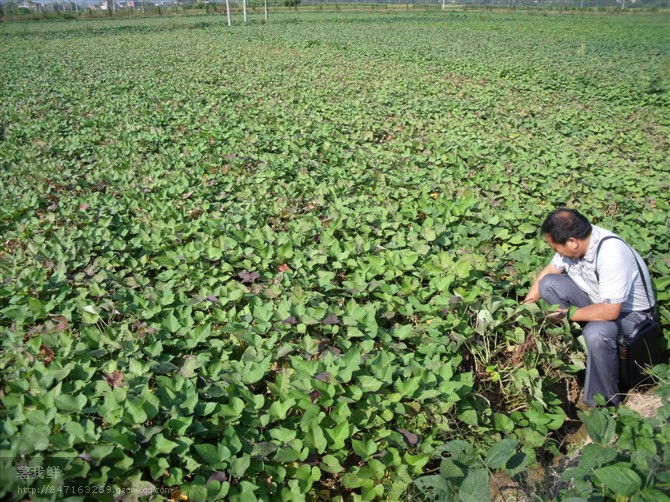 乐农甘薯苗种植基地红薯苗紫薯苗供应