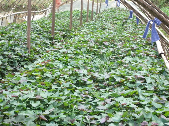 山东临沭县红薯苗供应优质红薯苗基地
