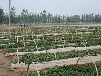 红薯苗种植基地甘薯品种大全地瓜苗批发