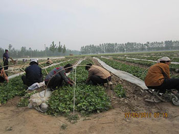 红薯苗种植基地甘薯品种大全地瓜苗批发