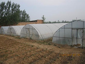 优质地瓜苗供应什么样的甘薯品种受欢迎