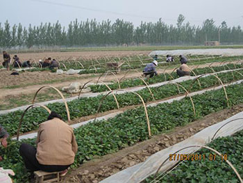 优质地瓜苗供应什么样的甘薯品种受欢迎