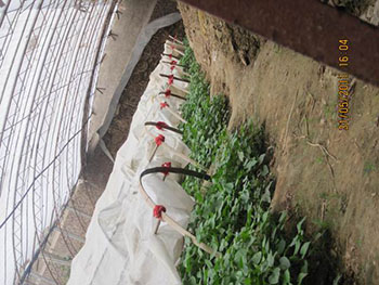 陕西兴平市红薯苗批发基地地瓜苗繁育专家