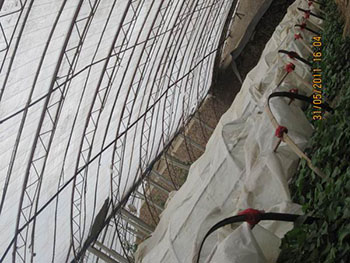 红薯品种大全种植什么红薯苗好地瓜苗批发