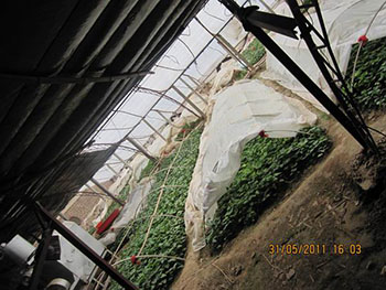 红薯品种大全种植什么红薯苗好地瓜苗批发