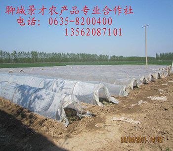大棚红薯苗供应免费提供甘薯苗种植技术