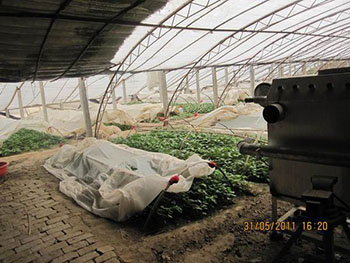 烟薯25红薯种植前景烟薯25红薯苗多少钱一颗