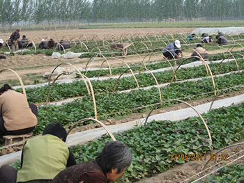 哪里有烟薯25地瓜苗烟薯25这个甘薯品种怎么样