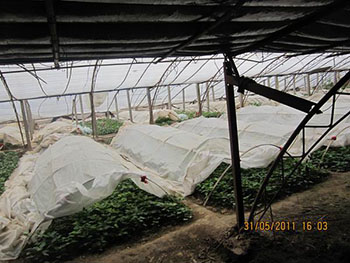 烟薯25红薯苗供应2018年甘薯行情种植烟薯25红薯苗前景