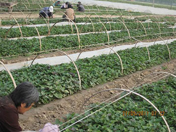 2018年烟薯25红薯苗价格今年种植烟薯25行情如何呢