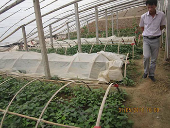 烟薯25红薯苗今日价格种植烟薯25红薯销路