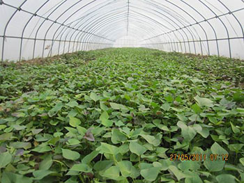 红薯苗高产种植技术免费提供高产红薯苗供应
