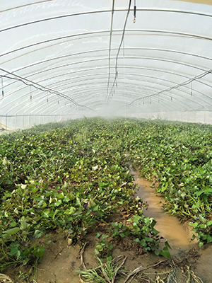 商薯19红薯苗高产高淀粉加工型红薯苗