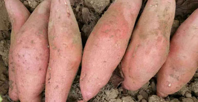烟薯25红薯苗与龙薯9红薯苗比较