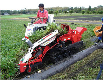 红薯苗新闻2018年红薯种植行情今年红薯苗种植情况