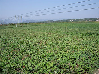 中国大红薯苗基地烟薯25红薯苗批发价格