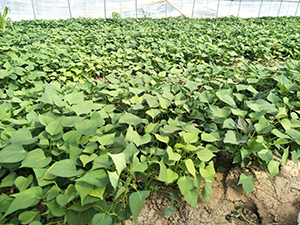 河北哪里有红薯苗河北红薯苗批发基地