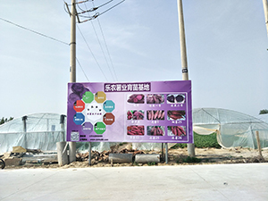 云南地瓜苗批发基地云南地瓜苗订单种植