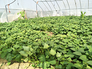 特高产地瓜苗淀粉加工用新品种济薯25红薯苗