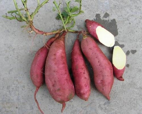 2018年种植哪种甘薯苗高产今年高产红薯苗推荐济薯25