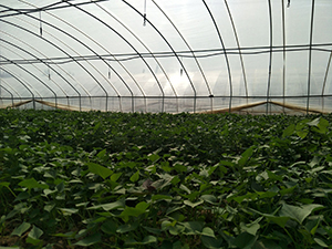 红薯苗种植技术如何预防红薯苗黑斑病